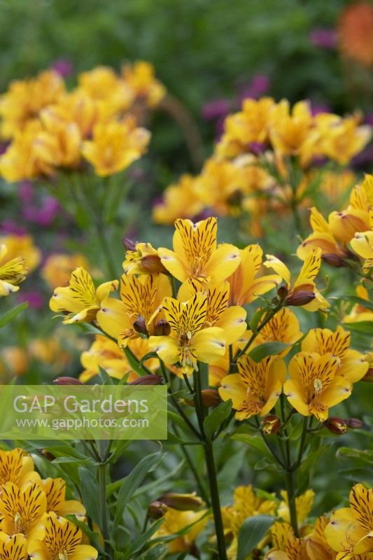 Alstroemeria - Lys du Pérou