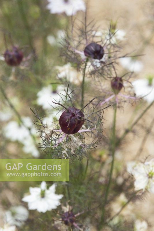 Nigella damascena 'Albion Black Pod' - Capsules de graines ornementales Love in a Mist