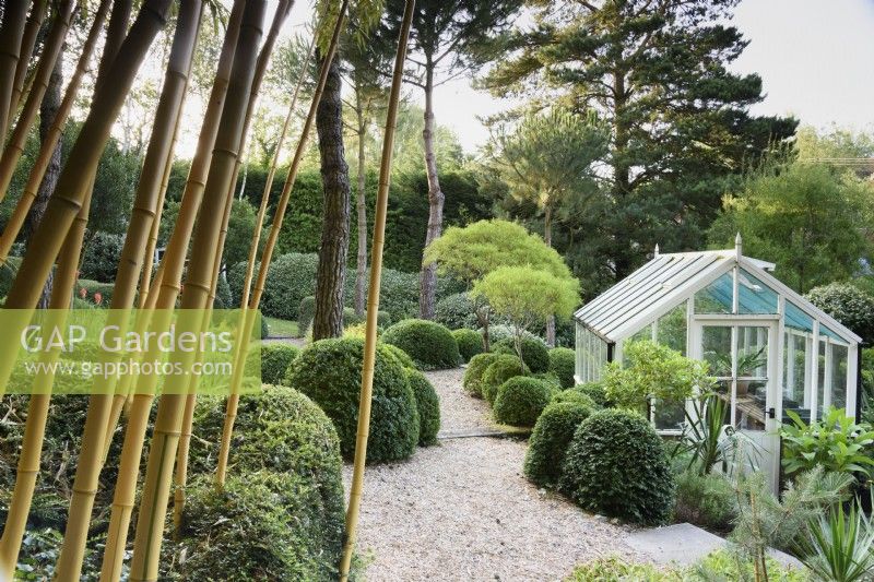Un rideau de bambou doré encadre le jardin de Dip-on-the-Hill, Ousden, Suffolk en août, planté de plantes principalement vertes, notamment des buis taillés et des Lonicera nitida.