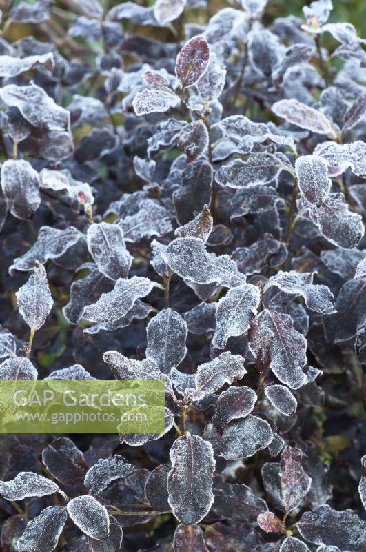 Pittosporum tenuifolium 'Petit pouce'