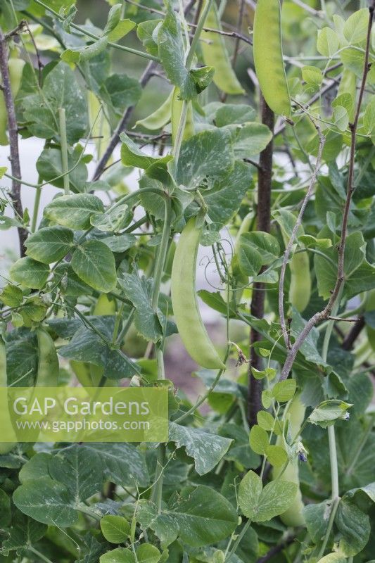 Pisum sativum - Pois mange-tout 'Green Beauty'