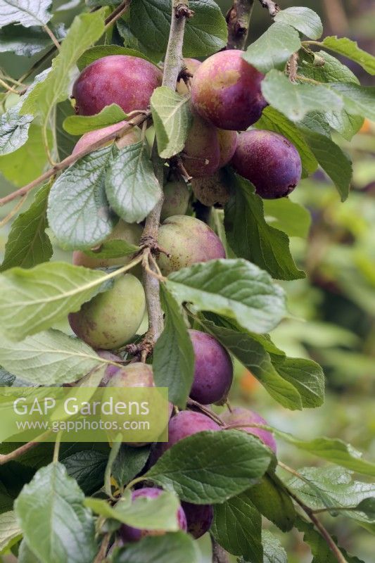 Prunus domestica 'Dunster Plum' - une prune Somerset semblable à Prunus domestica 'Victoria