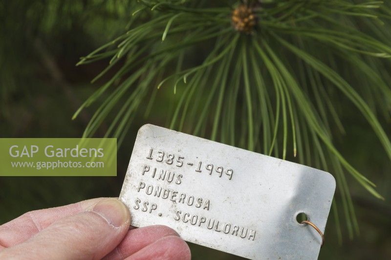 Main tenant une étiquette d'identification de plante métallique pour Pinus ponderosa - pin jaune de l'Ouest, Québec, Canada