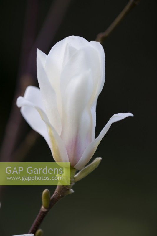Magnolia 'Lu Shan' floraison en avril