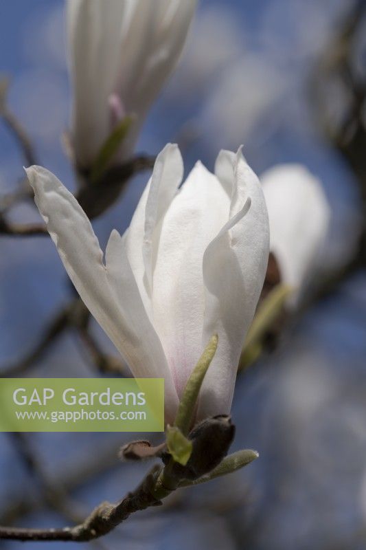 Gros plan sur Magnolia x veitchii 'Isca'