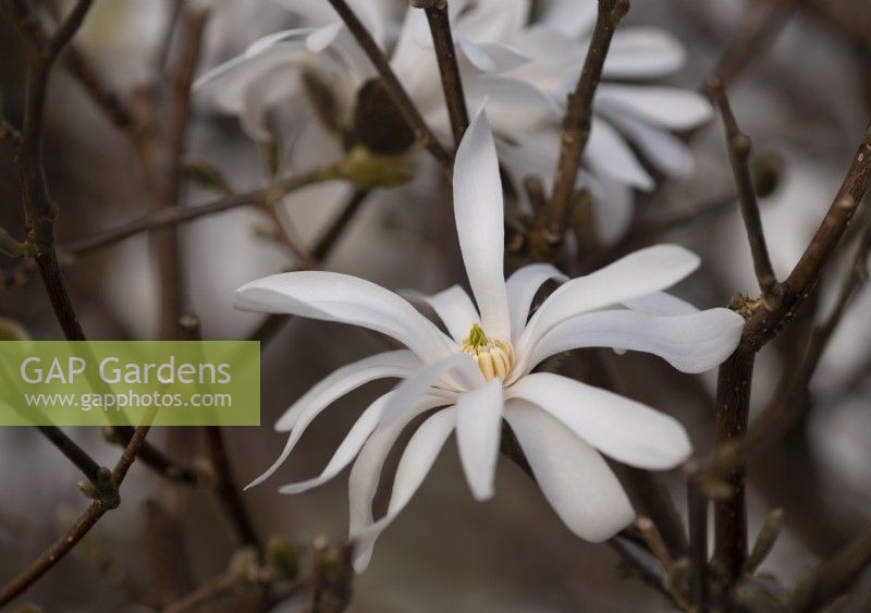 Magnolia stellata, une fleur blanche.