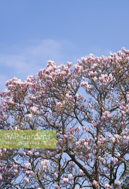 Magnolia soulangeana dans le jardin d'Allah