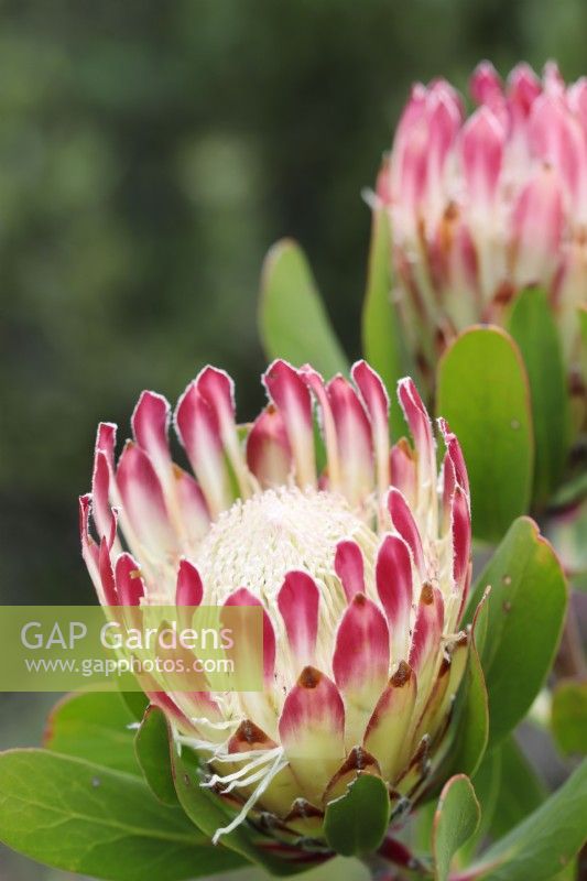 Protea obtusifolia Bredasdorp protea, protea calcaire, érablière calcaire, Cape Town, Afrique du Sud
