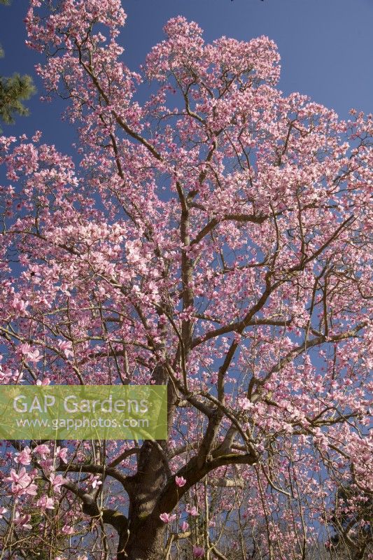 Magnolia x campbellii floraison en mars