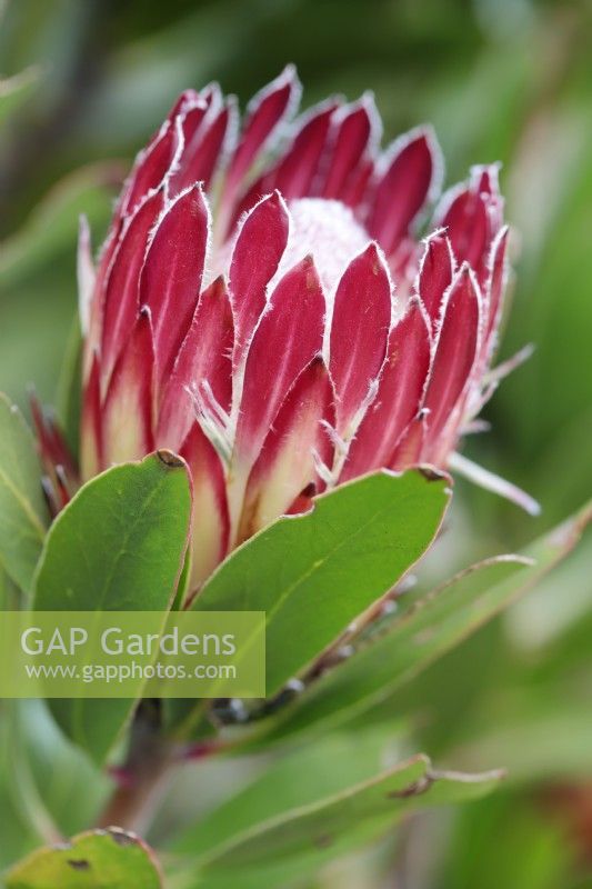 Protea obtusifolia Bredasdorp Protea, Cape Town, Afrique du Sud