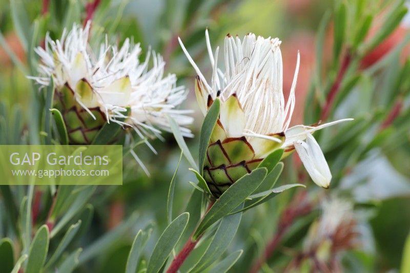 Protea lanceolata Lance-leaf protea, lance-leaf érablière, Cape Town, Afrique du Sud