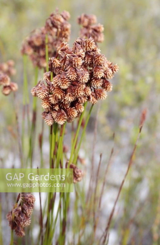 Staberoha cernua Tassle Reeds restio grass - version masculine, Cape Point Nature Reserve, nr Cape Town, Afrique du Sud