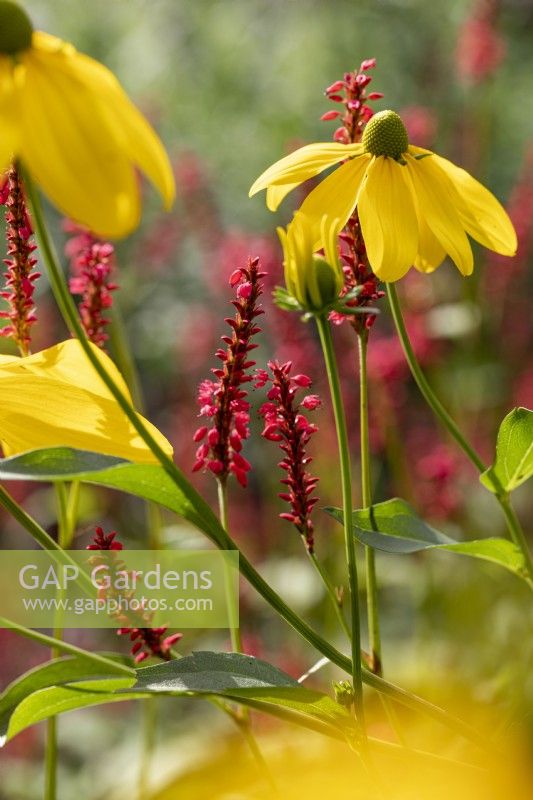 Rudbeckia laciniata 'Herbstonne' avec Persiacaria amplexicaulis 'Taurus'