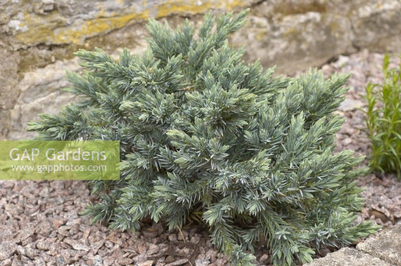 Juniperus squamata 'Étoile bleue'