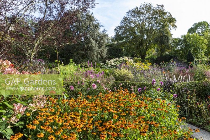 Grand jardin de campagne avec des parterres de fleurs chauds à la fin de l'été, rempli d'Helenium 'Sahins Early Flowerer', de Dahlias et de Lythrum salicaria