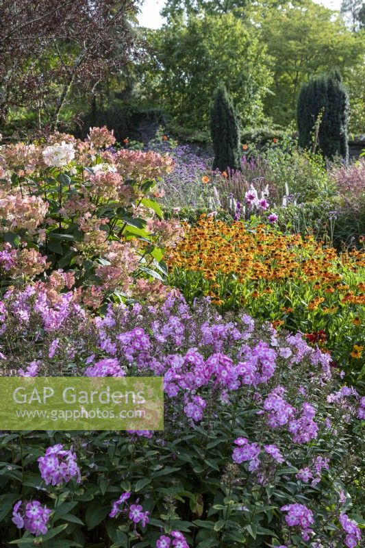 Phlox, Helenium 'Sahins Early Flowerer' et Hortensia dans des parterres de fleurs informels à la fin de l'été dans un grand jardin de campagne