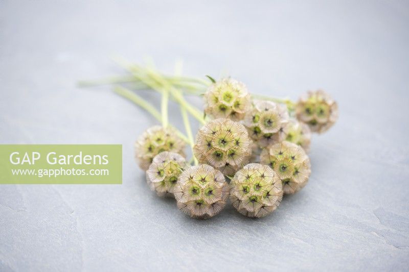 Petit bouquet de Scabiosa stellata 'PingPong' sur une surface en ardoise