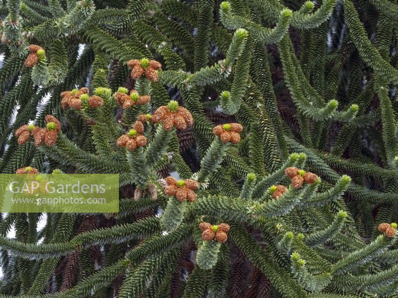 Araucaria araucana - Arbre puzzle singe avec cônes mâles