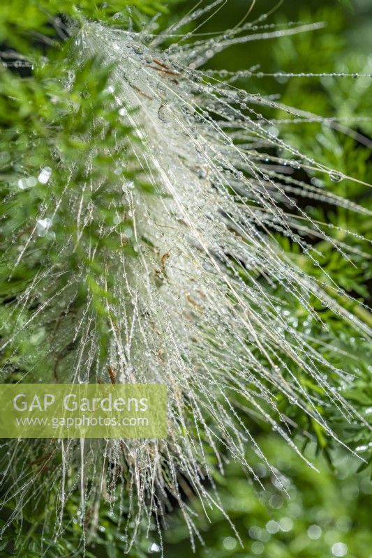 Pennisetum villosum - plumage - août