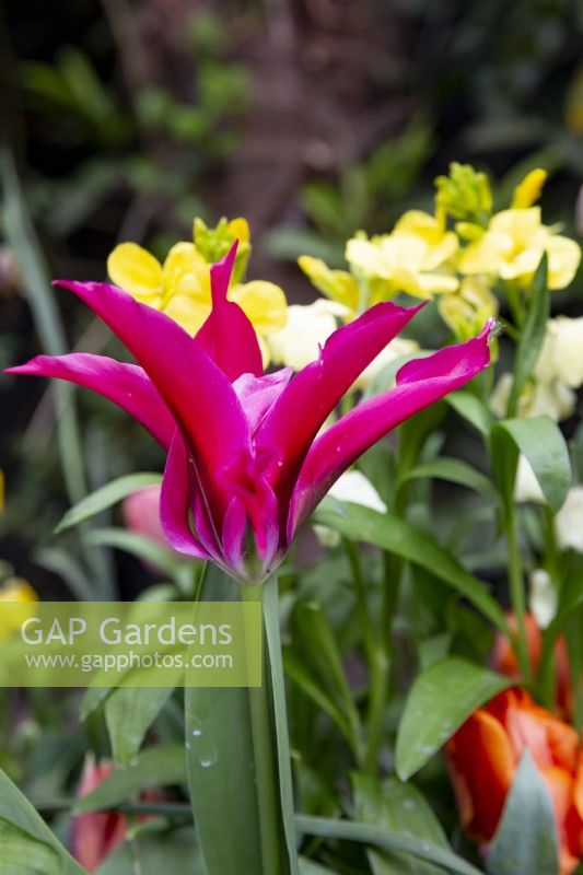 Tulipa 'Menuet des Poupées'