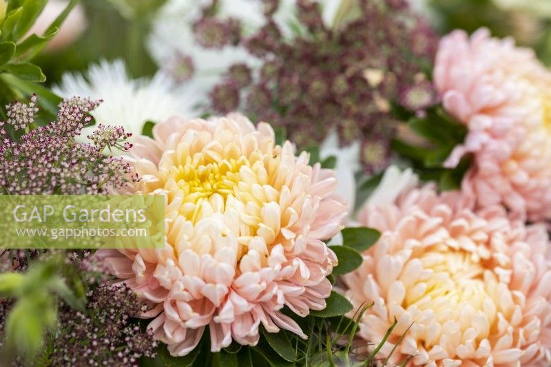 Détail du bouquet avec Callistephus 'Duchesse Apricot' et Daucus carota 'Dara' dans un arrangement