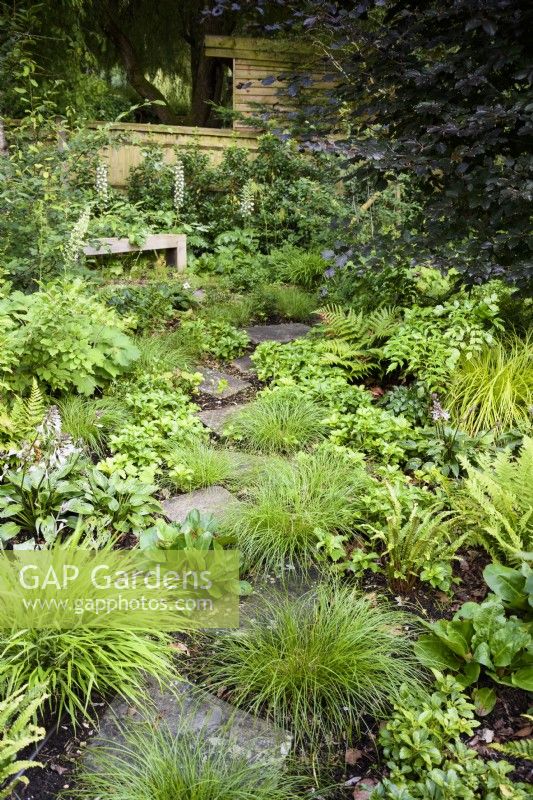 Sentier informel à travers un jardin boisé planté d'amateurs d'ombre, notamment de fougères, de Carex remota et d'hostas en juillet