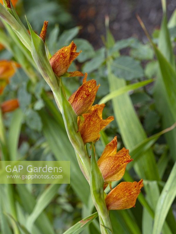 Gladiolus dalenii début septembre