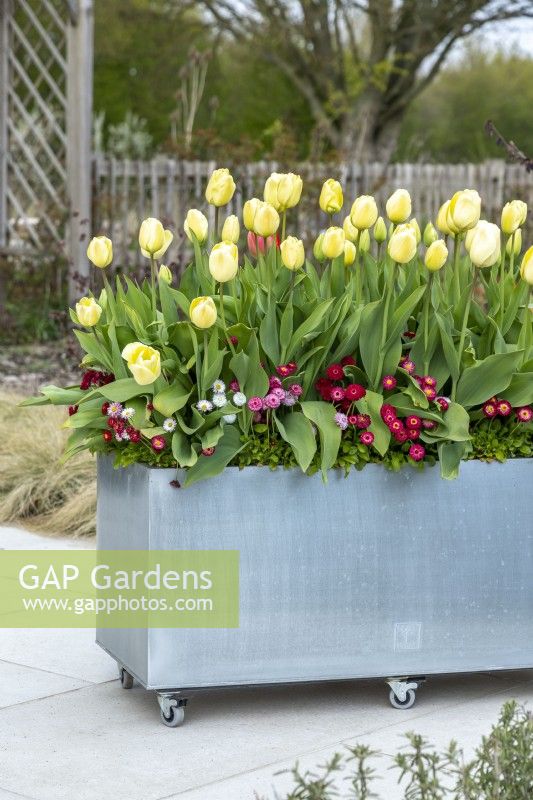 Pot moderne galvanisé sur roulettes planté de Tulipa 'Grand Perfection', 'Ivory Floradale' et sous-planté de Bellis perennis 'Carpet''.