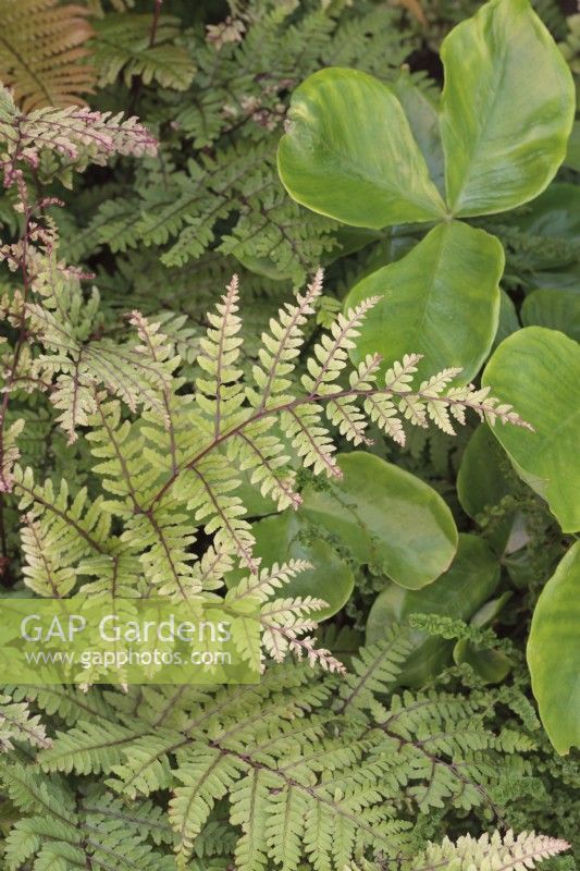 Athyrium otophorum var. Okanum avec Arisaema ringens