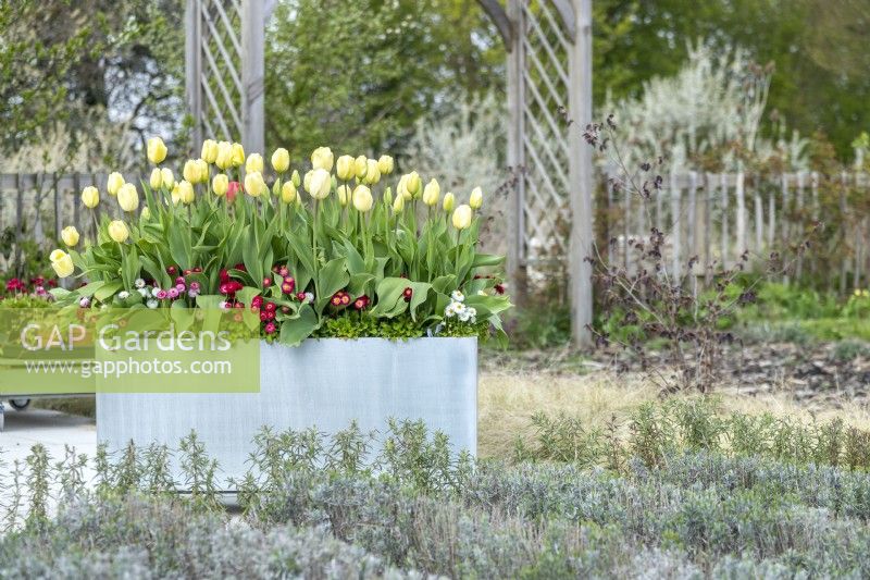 Pot galvanisé moderne planté de Tulipa 'Grand Perfection', 'Ivory Floradale' et sous-planté de Bellis perennis 'Carpet'