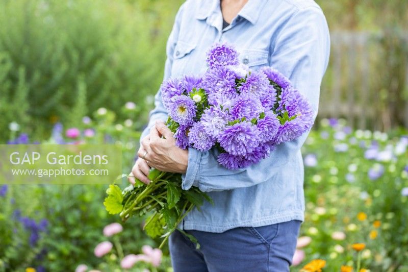 Femme tenant un bouquet de Callistephus chinensis 'Light Blue'