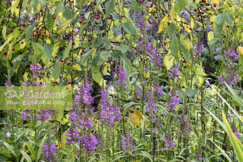 Flèches violettes de Physostegia virginiana 'Vivid', une plante herbacée vivace dressée. On l'appelle aussi, plante obéissante 'Vivid'.