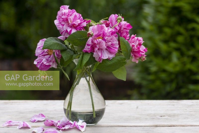 Un vase en verre de Rosa Mundi sur la table de jardin. Cette rose gallica à l'ancienne avec ses pétales roses à rayures voyantes a un parfum doux et délicat.
