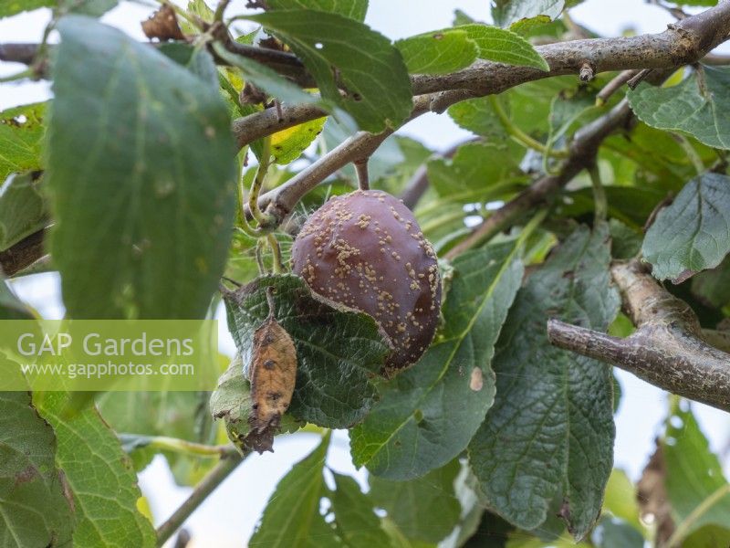 Monilinia laxa et Monilinia fructigena - Pourriture brune - sur prune