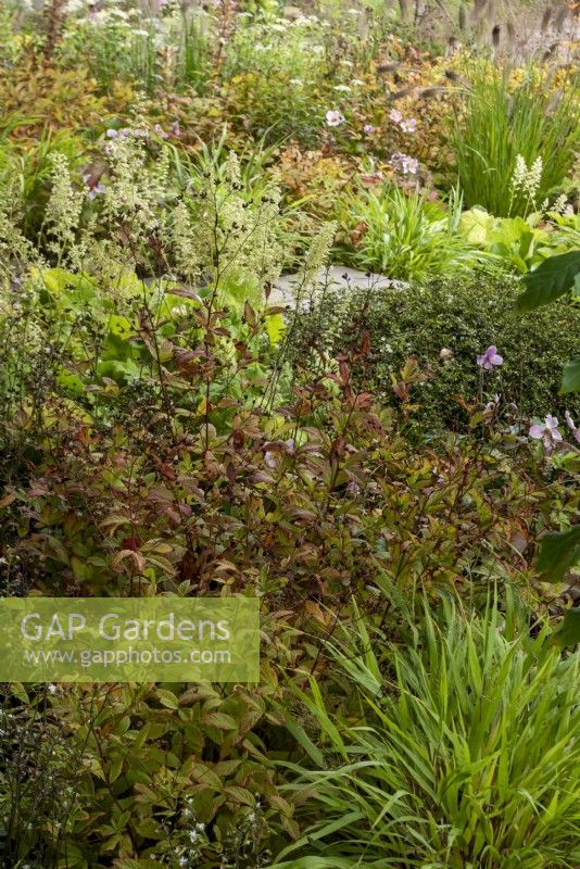 Le jardin M and G a une douce sensation automnale créée par des plantes telles que : Hakonechloa macra, Heuchera villosa Autumn Bride et Pennisetum alopecuroides 'Cassian'.