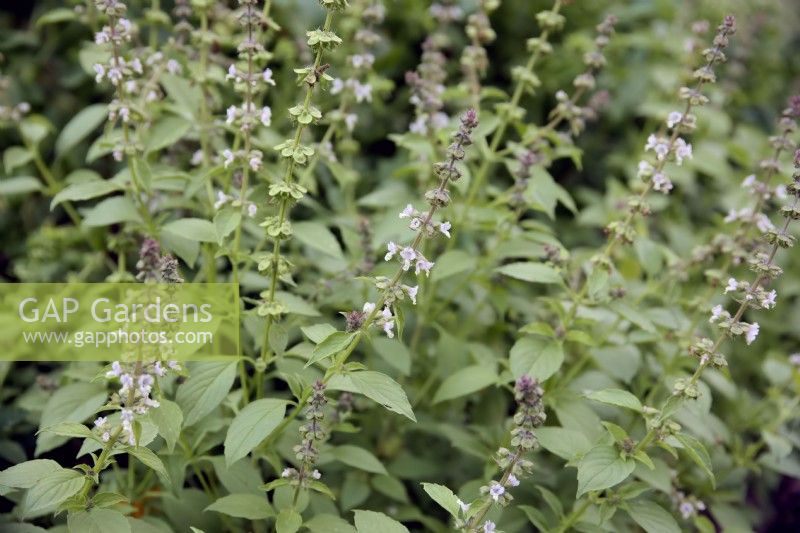 Ocimum americanum - Basilic citronné