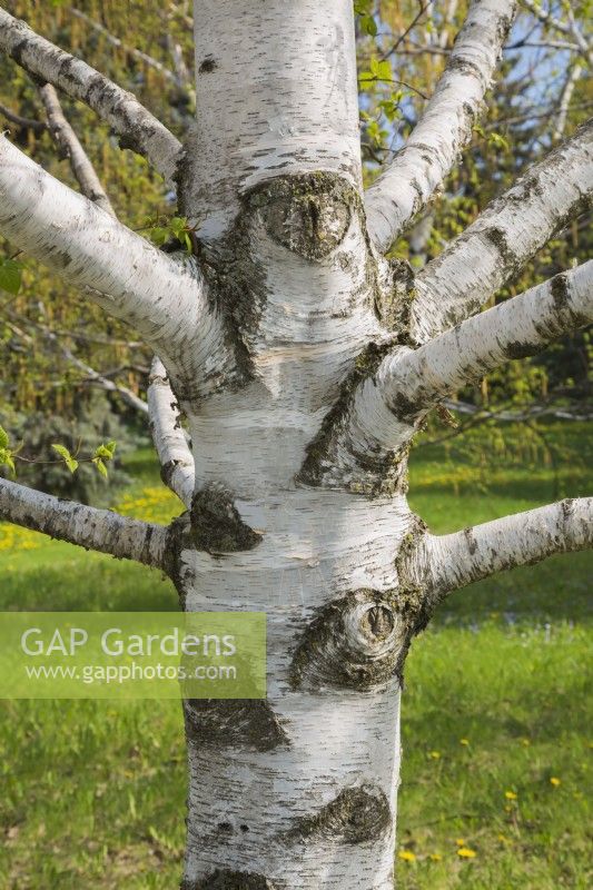 Betula papyrifera - Tronc d'arbre de bouleau à papier avec croissance de callosités autour du bord des plaies où les branches ont été sciées - Mai