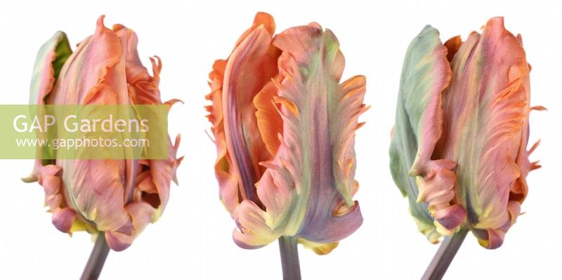 Tulipa 'Irene Parrot' Tulipes Groupe de perroquets Image composite Avril