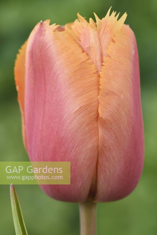 Tulipa 'Lambada' Groupe de tulipes frangées Mai