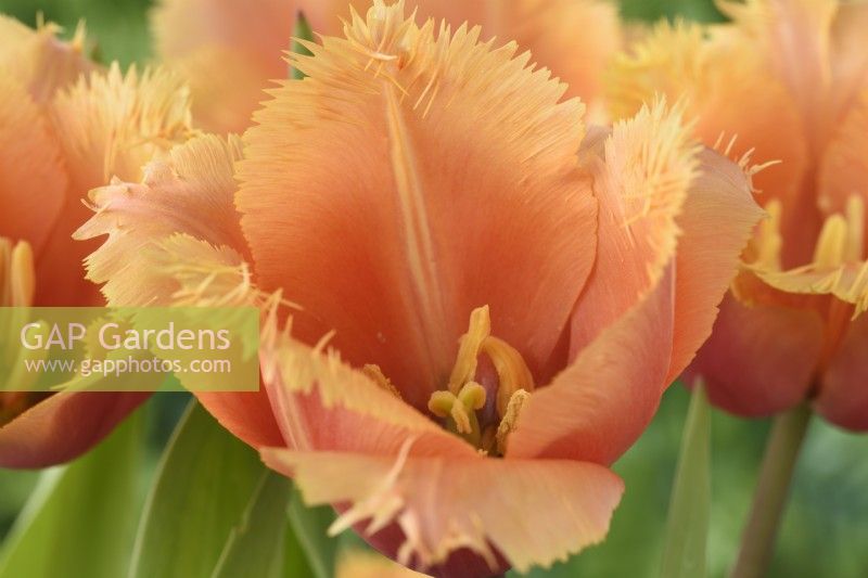 Tulipa 'Lambada' Groupe de tulipes frangées Mai