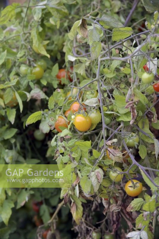 Solanum lycopersicum 'Tumbling Tom Red' montrant des signes de brûlure foliaire