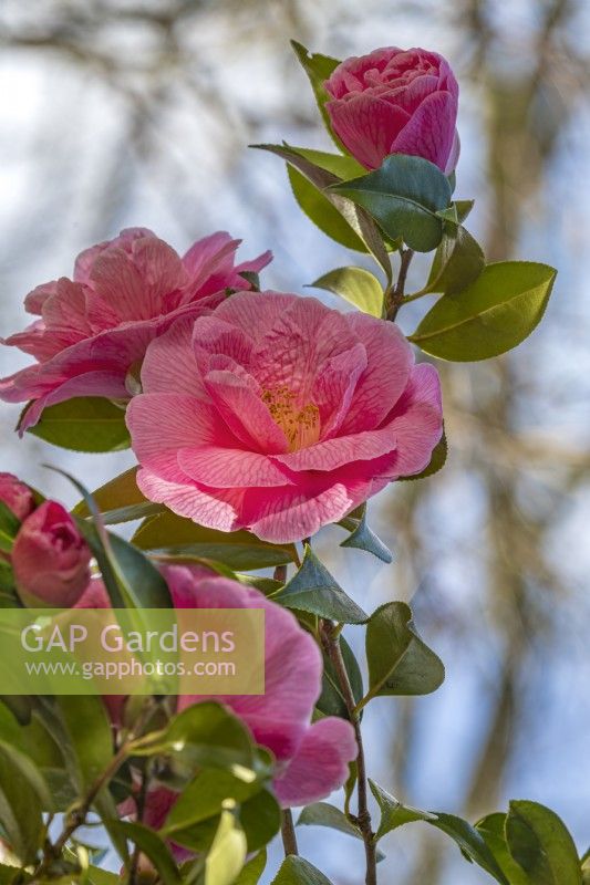 Camélia 'Donation' floraison au printemps - mars