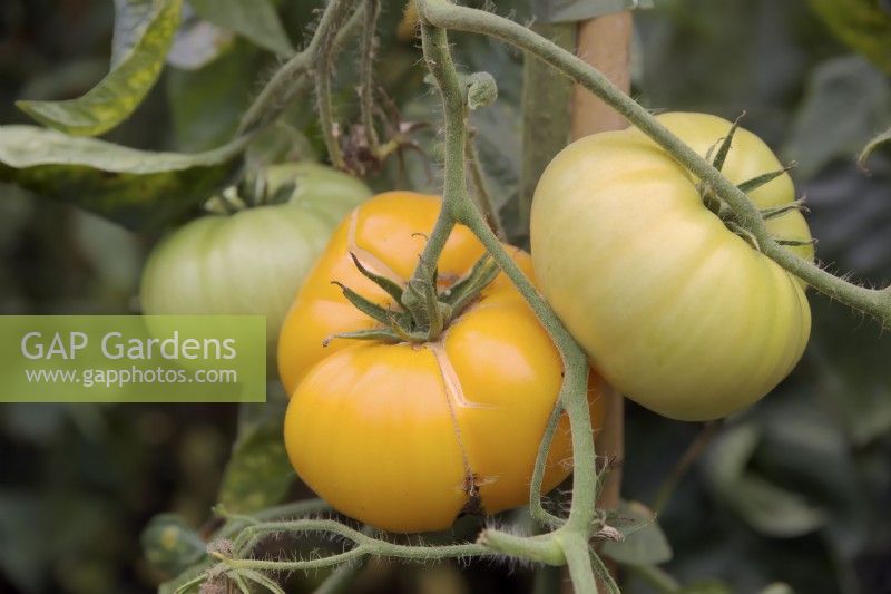 Tomate Solanum lycopersicum 'Brandywine Yellow'