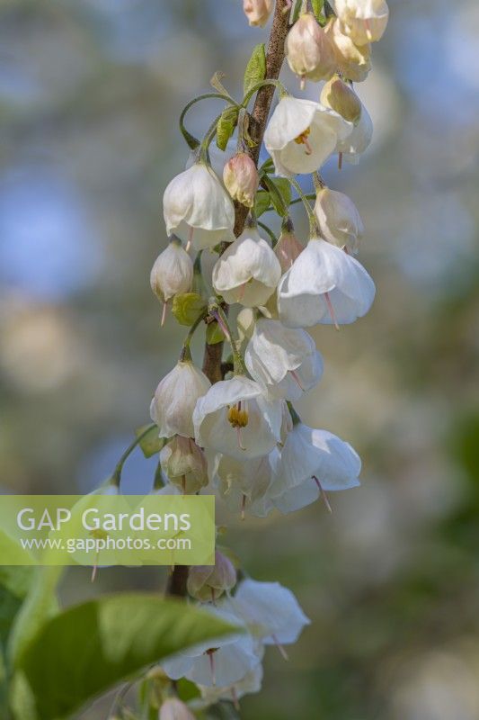 Halesia carolina Vestita Group - Carolina silverbell floraison dans un jardin de printemps en avril