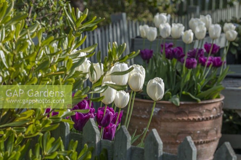 Tulipa 'Ivory Floradale' et 'Purple Rain' fleurissant dans de grands pots en terre cuite au printemps - avril