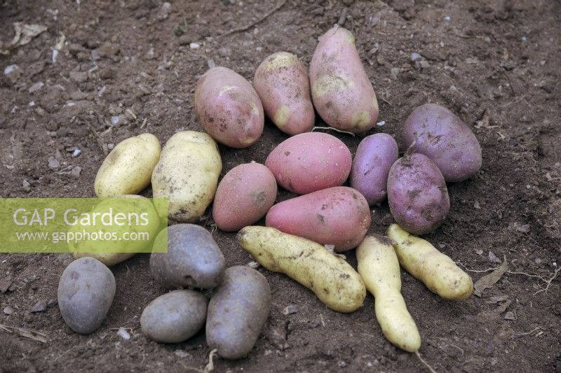 Tubercules de Solanum tuberosum - pommes de terre - dans le sens horaire à partir du haut - Pink Gypsy, Sarpo Blue Danube, Ratte, Violetta, Sarpo Kifli, centre Alouette