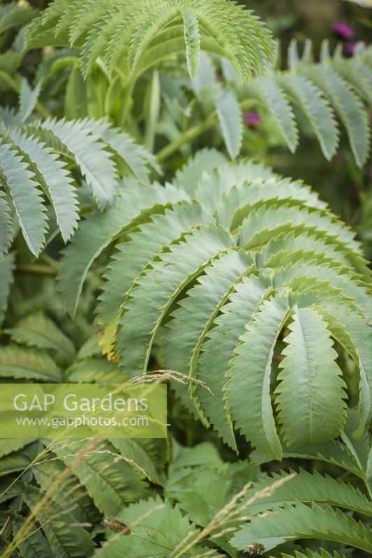 Melianthus major en juillet