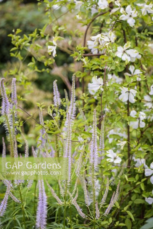 Veronicastrum virginicum 'Lavendelturm' avec Clematis 'Alba Luxurians' en juillet