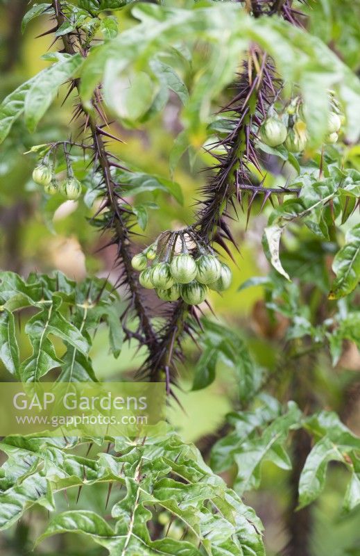 Solanum atropurpureum - Diable violet aux fruits verts