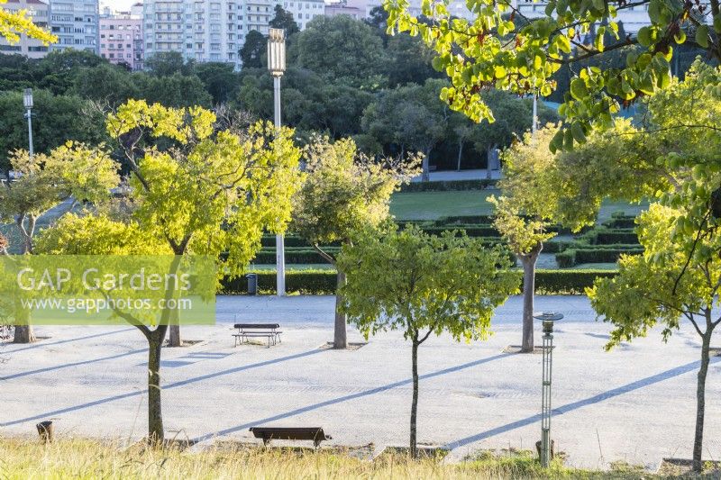 Vue à travers les arbres à travers le parc. Lisbonne, Portugal, septembre.